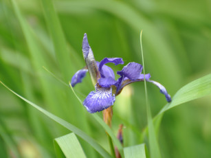 обоя цветы, ирисы