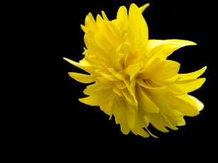 Картинка цветы рудбекия