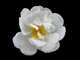 Картинка цветы шиповник