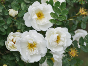 Картинка цветы шиповник