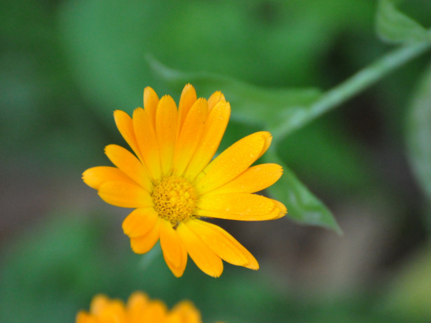 Обои картинки фото цветы, календула