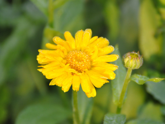 Обои картинки фото цветы, календула