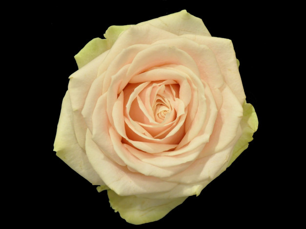 Обои картинки фото цветы, розы