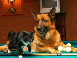 Картинка животные разные вместе