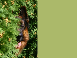 обоя животные, собаки