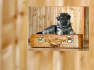 Картинка животные собаки