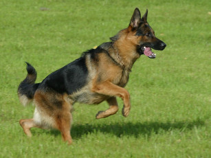 Картинка животные собаки