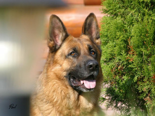 Картинка животные собаки