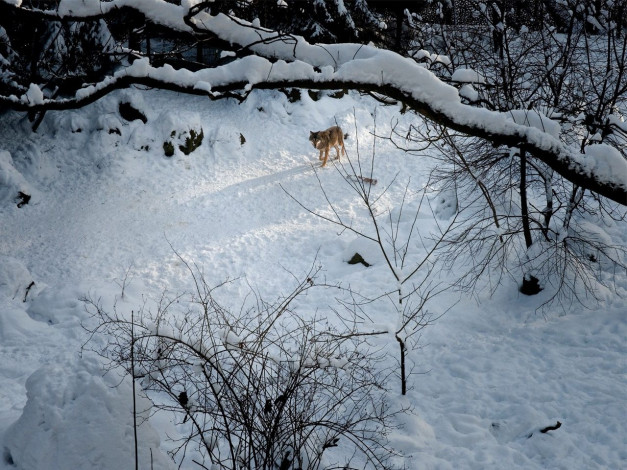 Обои картинки фото автор, александр, строкин, животные, волки
