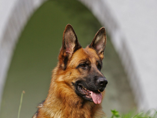 Обои картинки фото животные, собаки