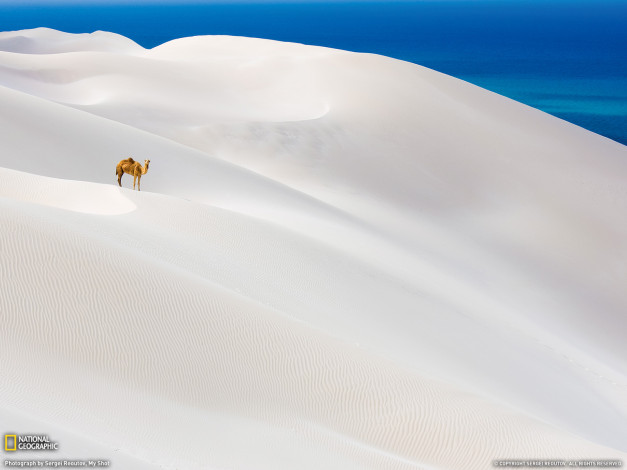 Обои картинки фото животные, верблюды