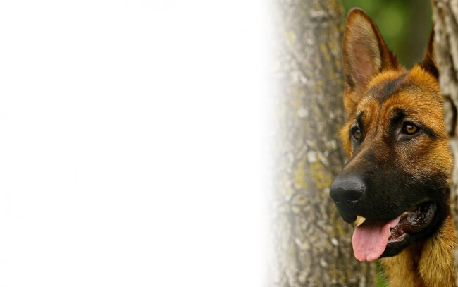 Обои картинки фото животные, собаки