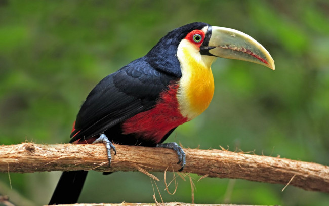 Обои картинки фото животные, туканы