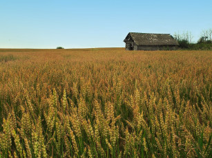 Картинка природа поля хижина деревья колос