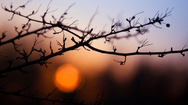 Обои картинки фото природа, деревья, закат