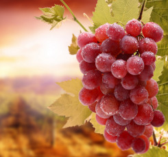 Картинка природа Ягоды виноград листья кисть