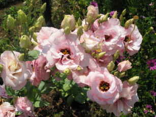 Картинка цветы эустома кусты розовые