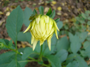 Картинка цветы георгины