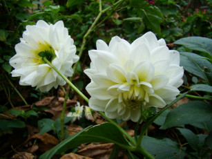 Картинка цветы георгины