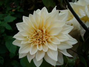 Картинка цветы георгины