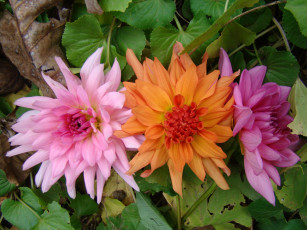 Картинка цветы георгины