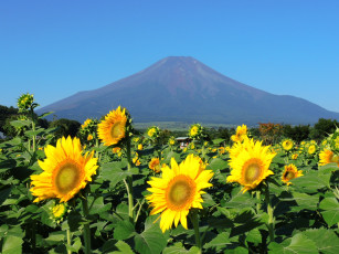 Картинка цветы подсолнухи гора