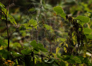 Картинка природа макро паутина