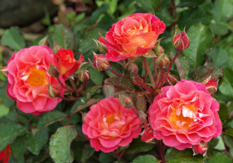 Картинка цветы розы капли куст