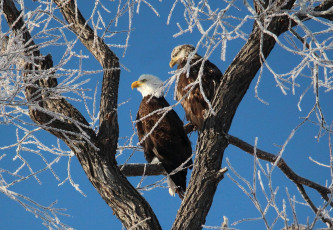 Картинка животные птицы хищники ветки белоголовый орлан дерево иней