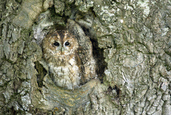 Картинка животные совы маскировка