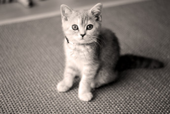 Картинка животные коты котейка