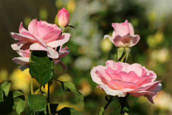 Картинка цветы розы розовый