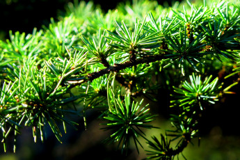 Картинка природа макро ветка хвоя
