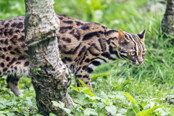 Картинка животные дикие кошки марги бенгальская карликовая кошка