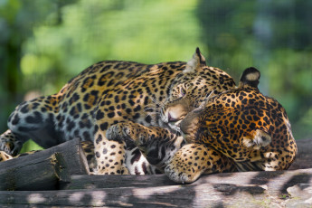 Картинка животные Ягуары чувства