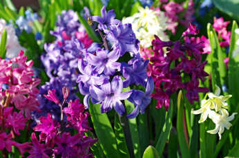 Картинка цветы гиацинты яркий