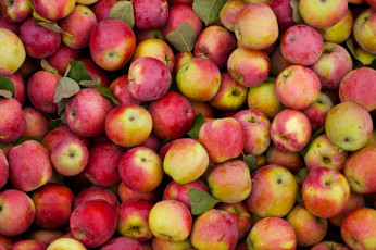 Картинка еда Яблоки яблоки красные