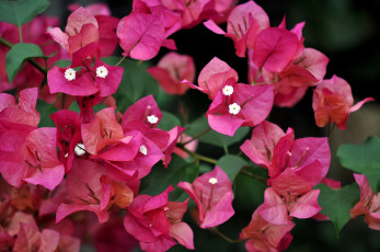 Картинка цветы бугенвиллея экзотика