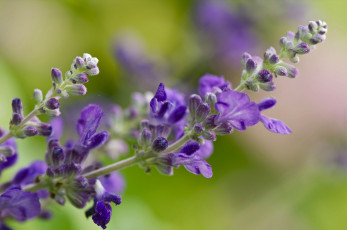 Картинка цветы лаванда макро