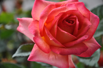 Картинка цветы розы красная роза