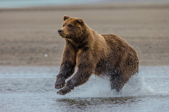 Картинка lake clark national park alaska животные медведи аляска озеро кларк гризли