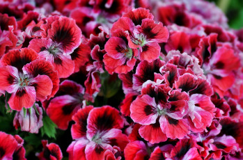 Картинка цветы герань пестрый