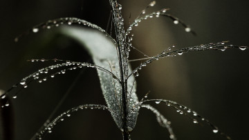 Картинка природа макро капли