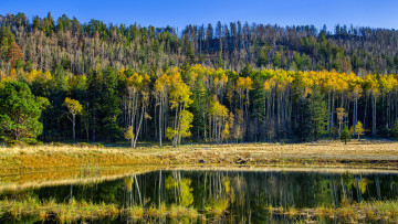 Картинка природа реки озера деревья отражение вода