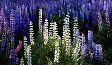 Картинка цветы люпин