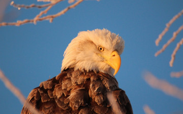 Картинка животные птицы хищники белоголовый орлан