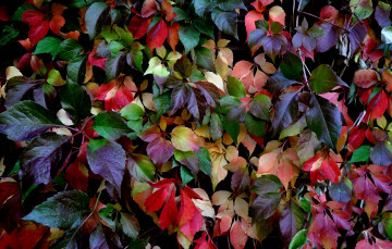 Картинка природа листья дикий виноград