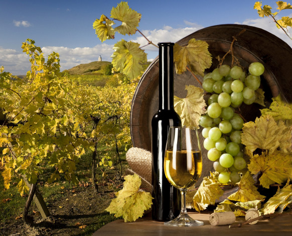 Обои картинки фото еда, напитки, вино, поле, виноградник, кисть, бутылка, бочка, бокал