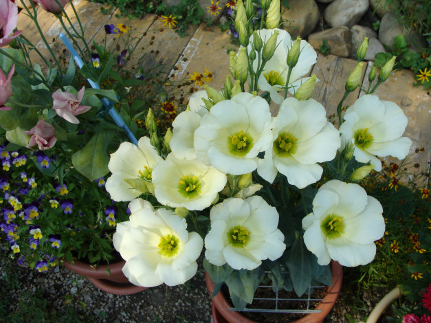 Обои картинки фото цветы, эустома, белые, ветки