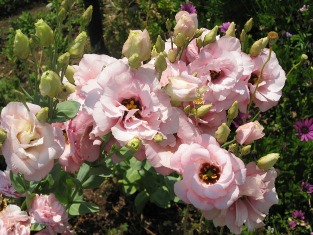 Обои картинки фото цветы, эустома, кусты, розовые